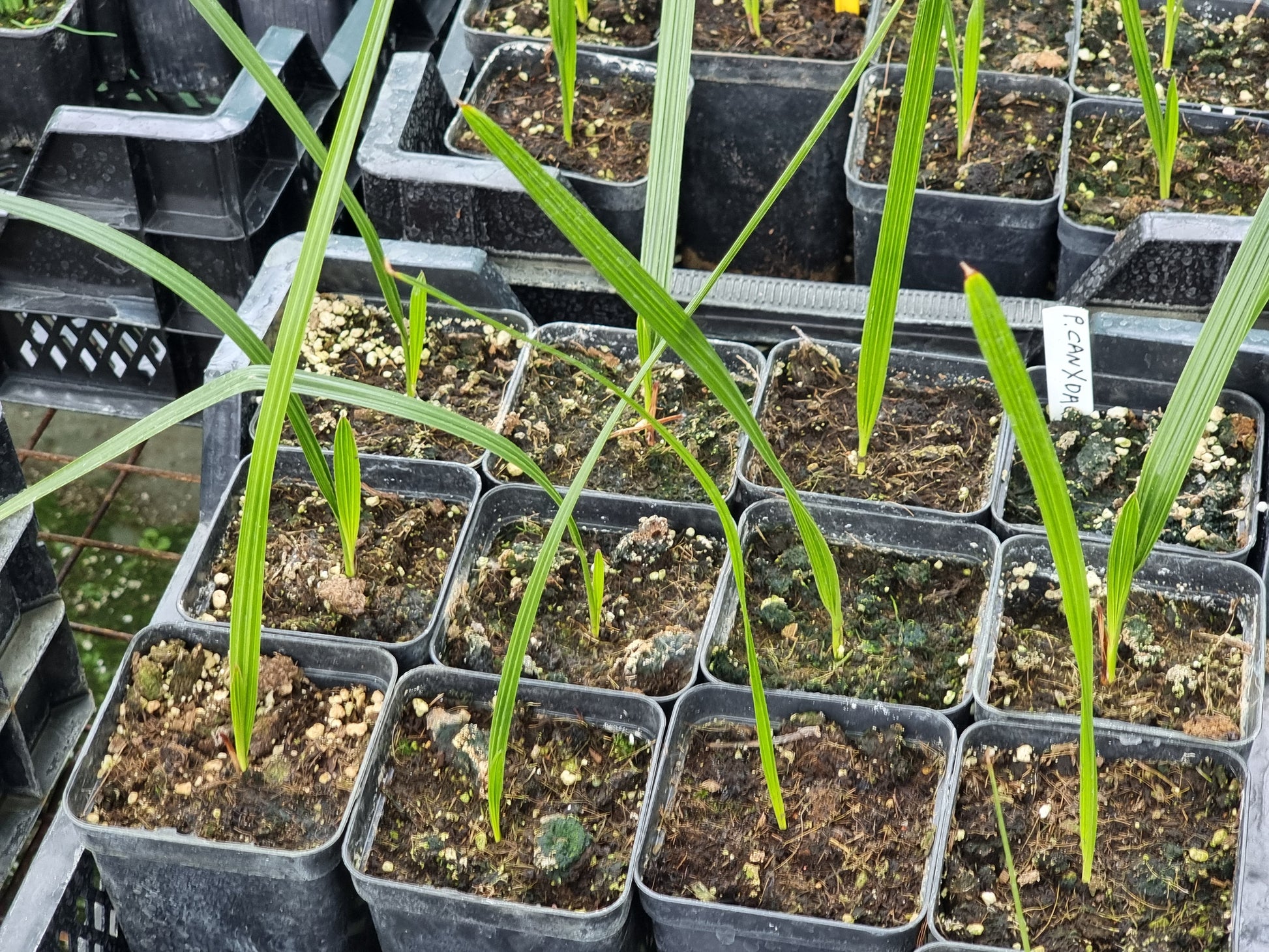 Phoenix canariensis X dactylifera