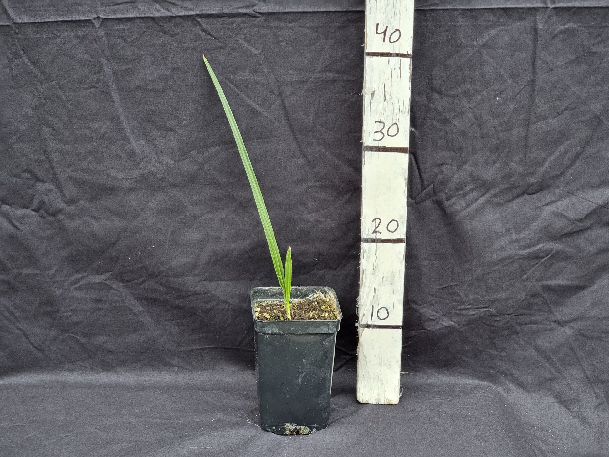 Phoenix canariensis X dactylifera