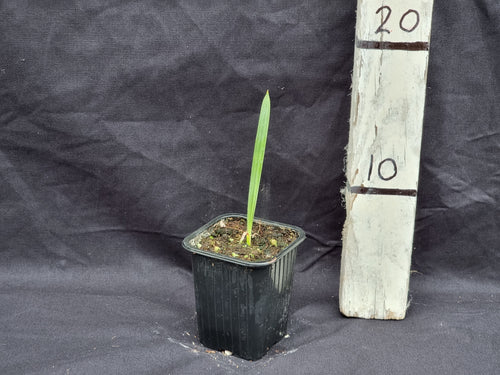 Acoelorrhaphe wrightii