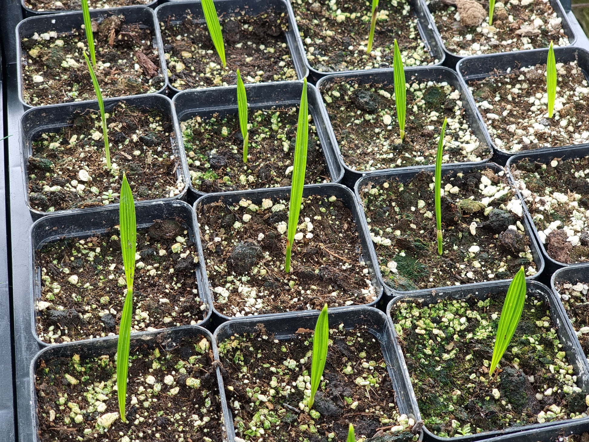 Phoenix dactylifera cv. Khudiri