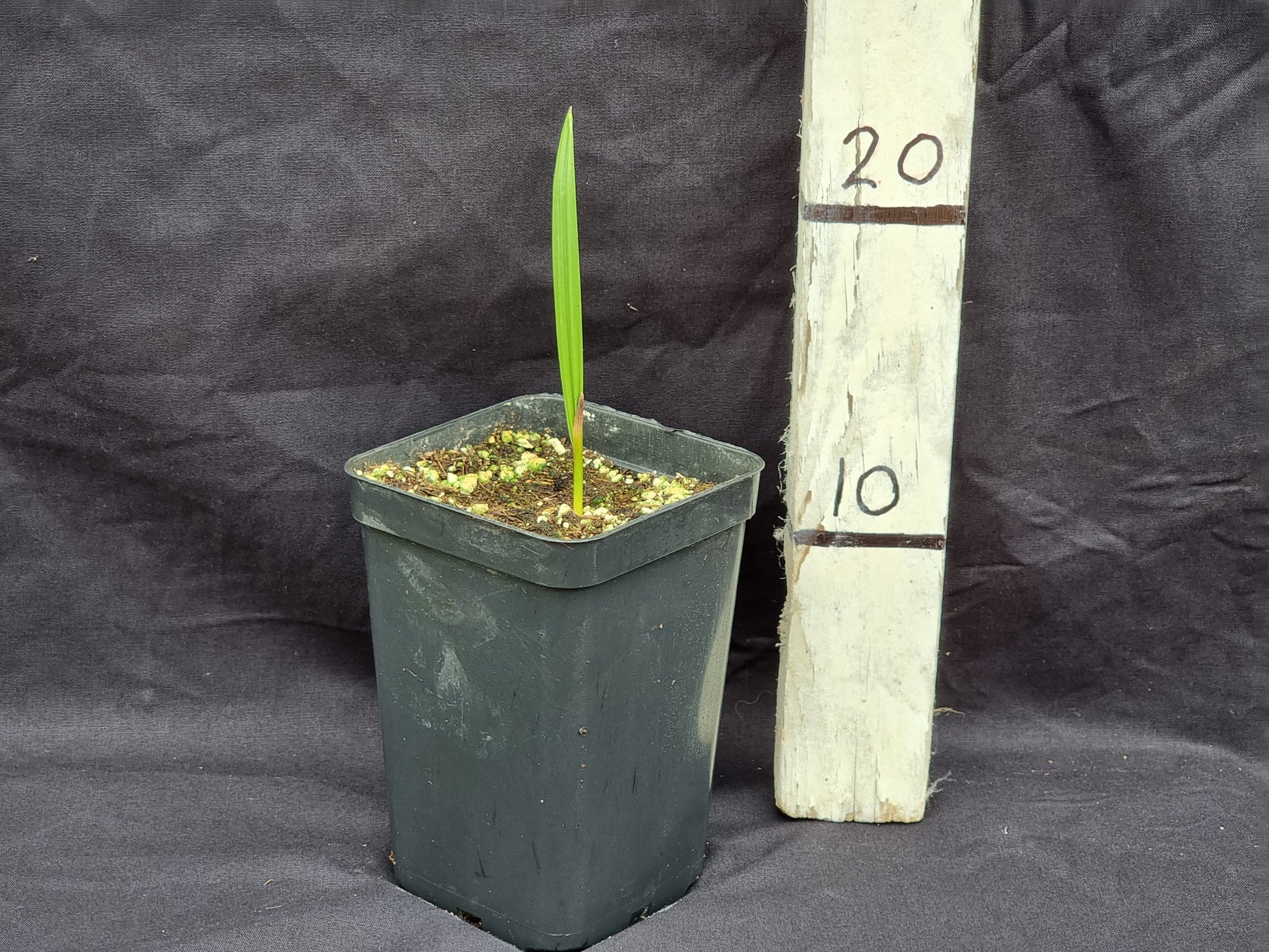 Phoenix dactylifera cv. Khudiri