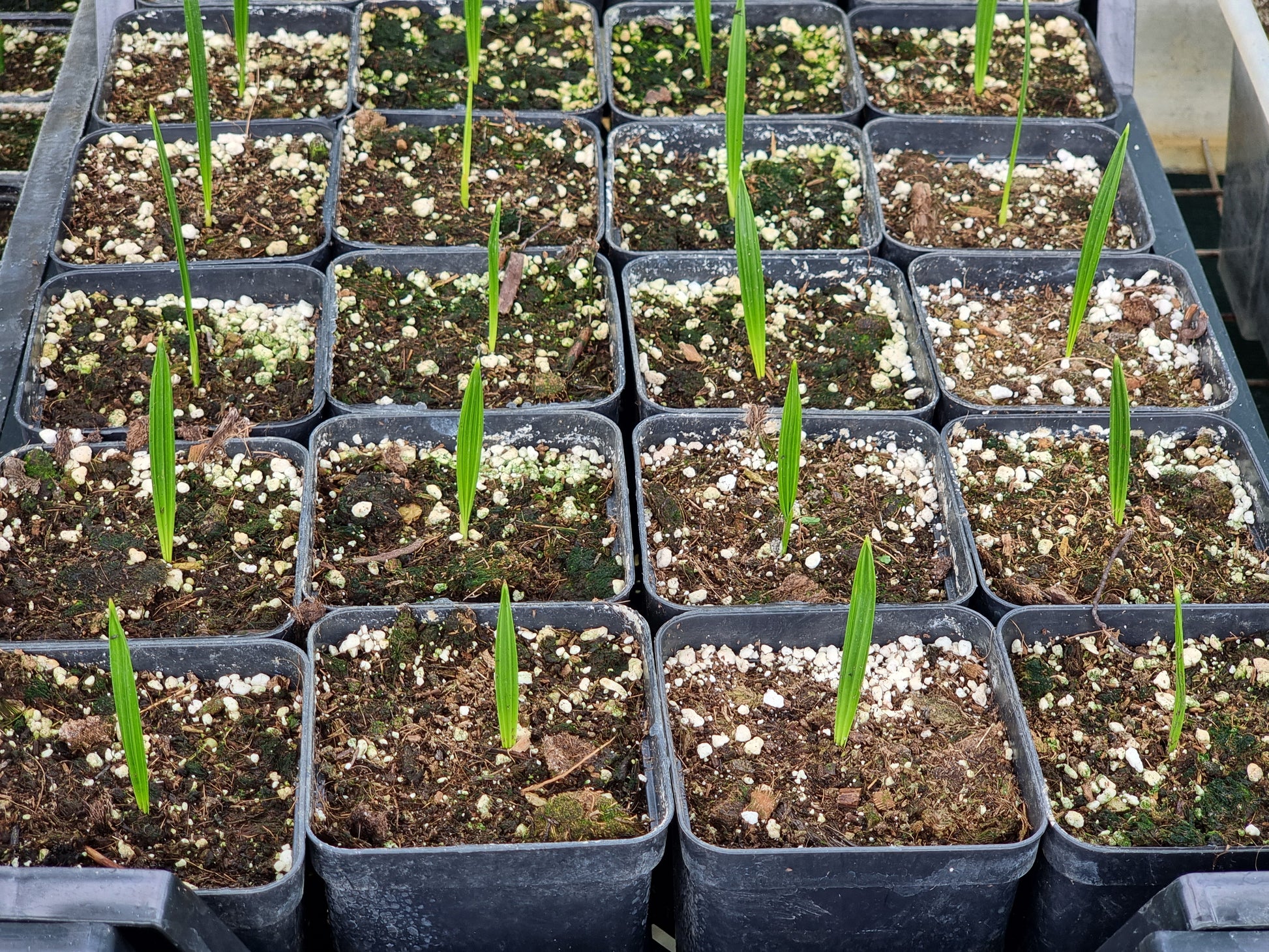 Phoenix dactylifera cv. Sagai