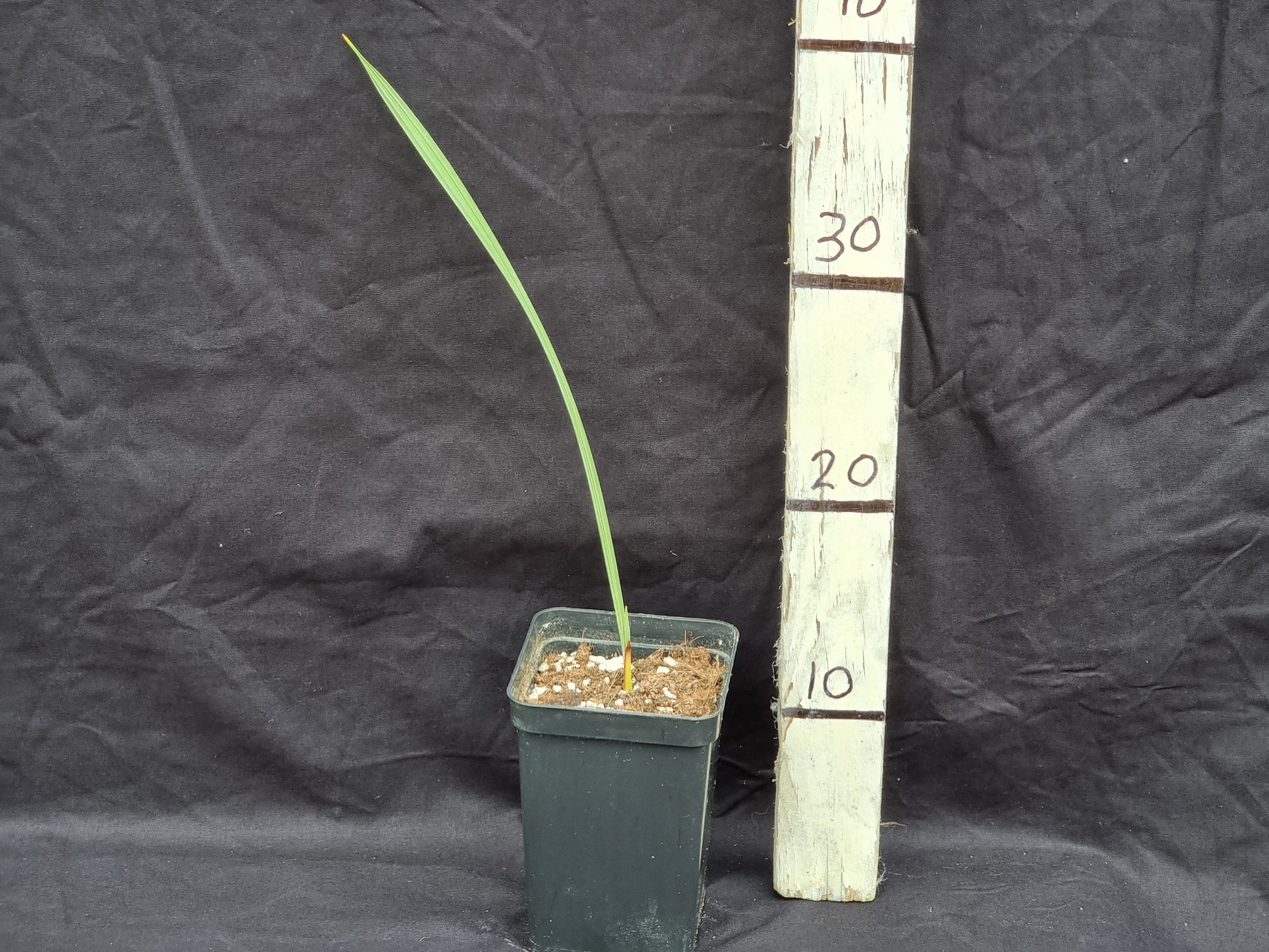 Brahea armata 'Sonora'