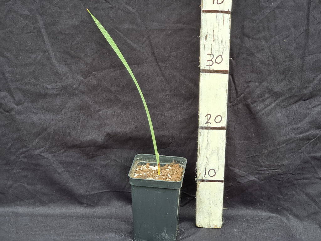 Brahea armata 'Sonora'