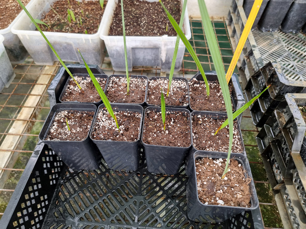 Brahea armata 'Sonora'