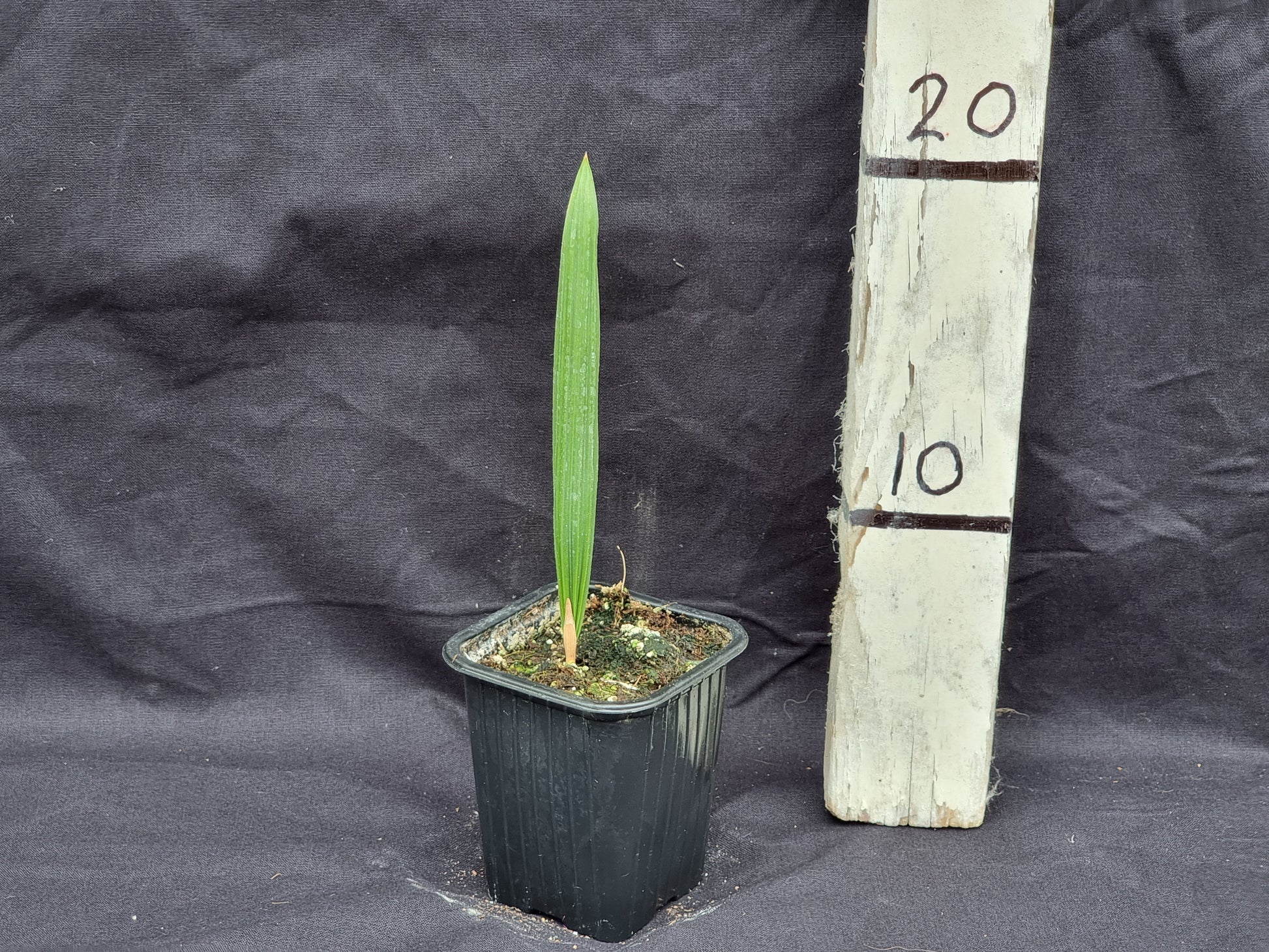 Sabal domingensis