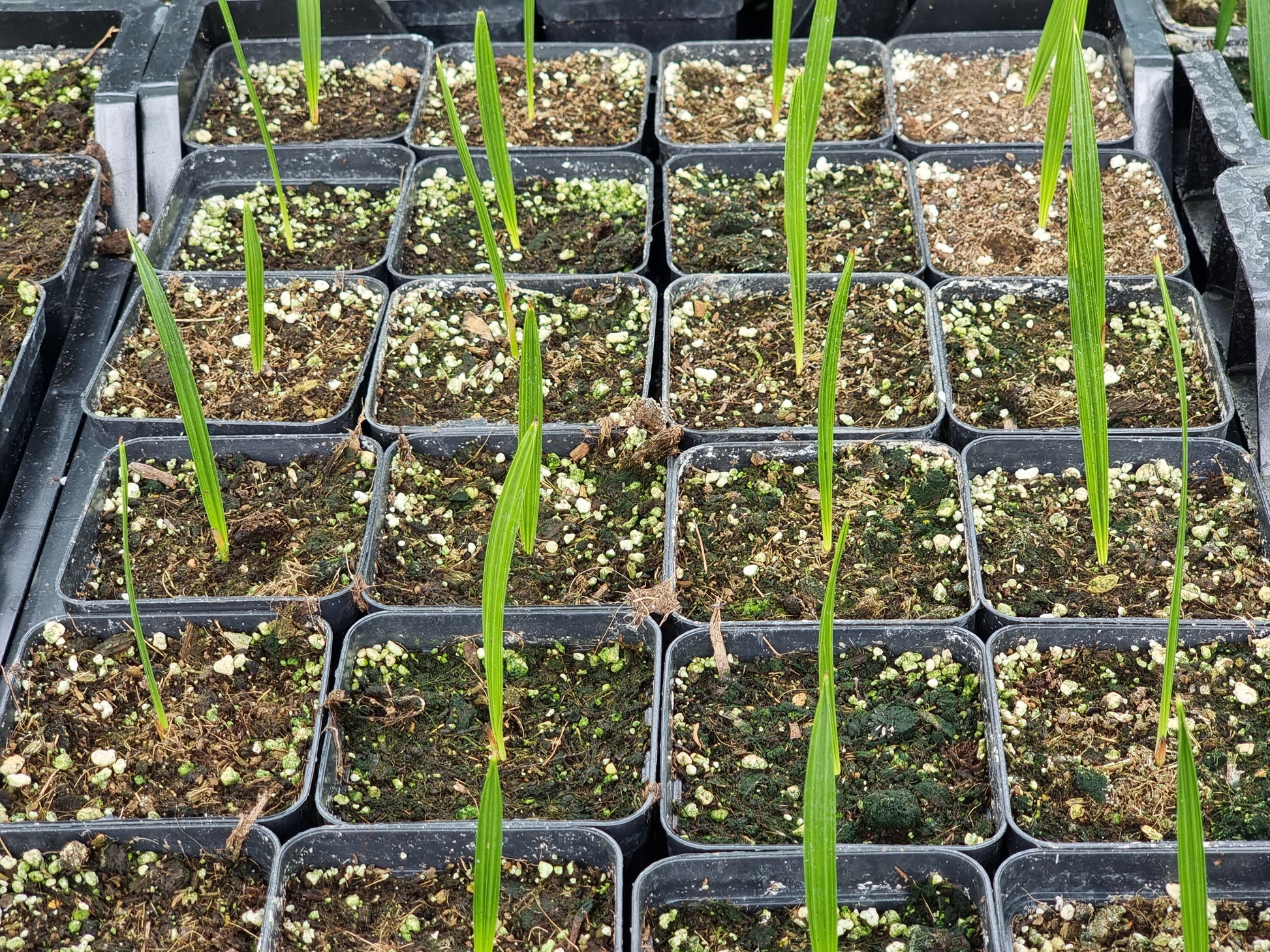 Phoenix dactylifera cv. Mazafati 'Iran'