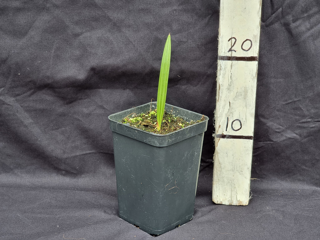 Phoenix dactylifera cv. Mazafati 'Iran'