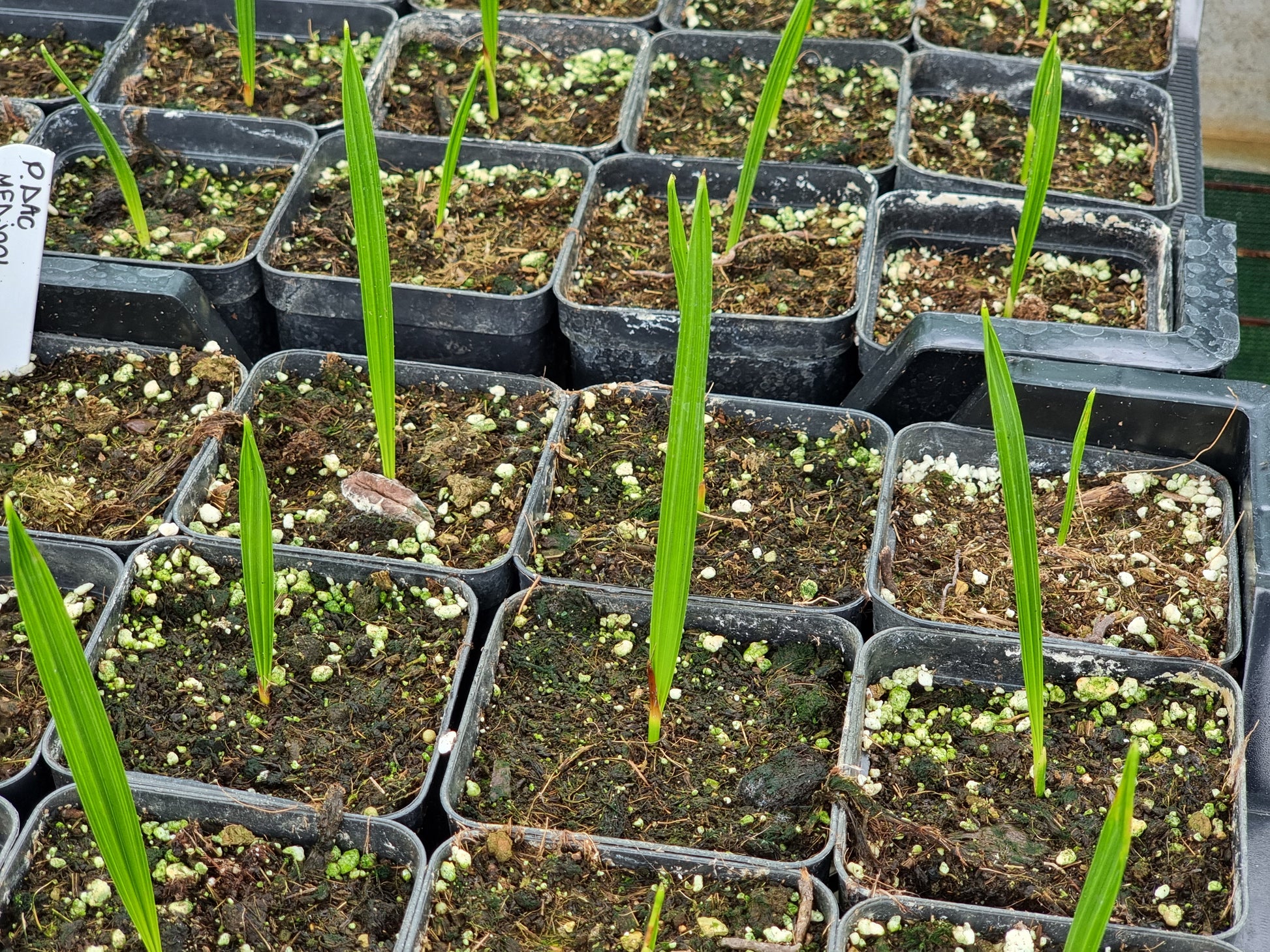 Phoenix dactylifera cv. Medjool