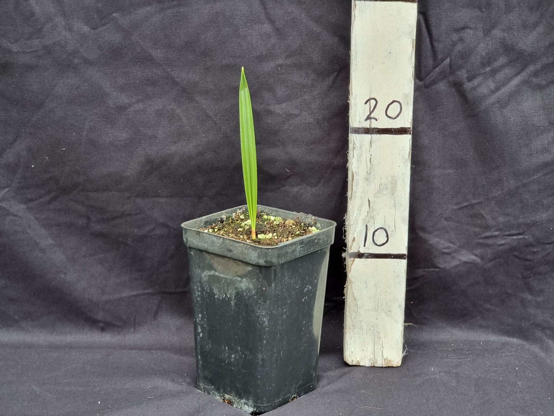 Phoenix dactylifera cv. Medjool