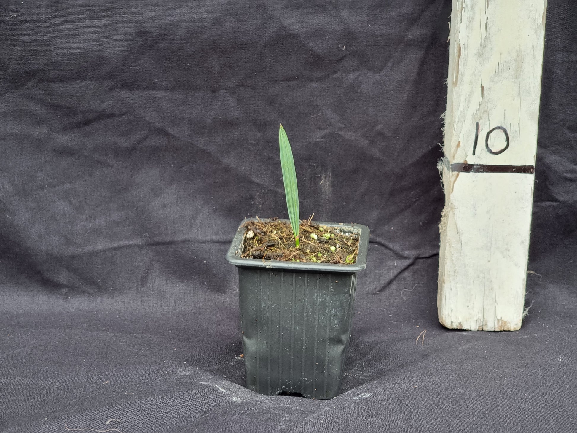 Sabal minor 'Cherokee'