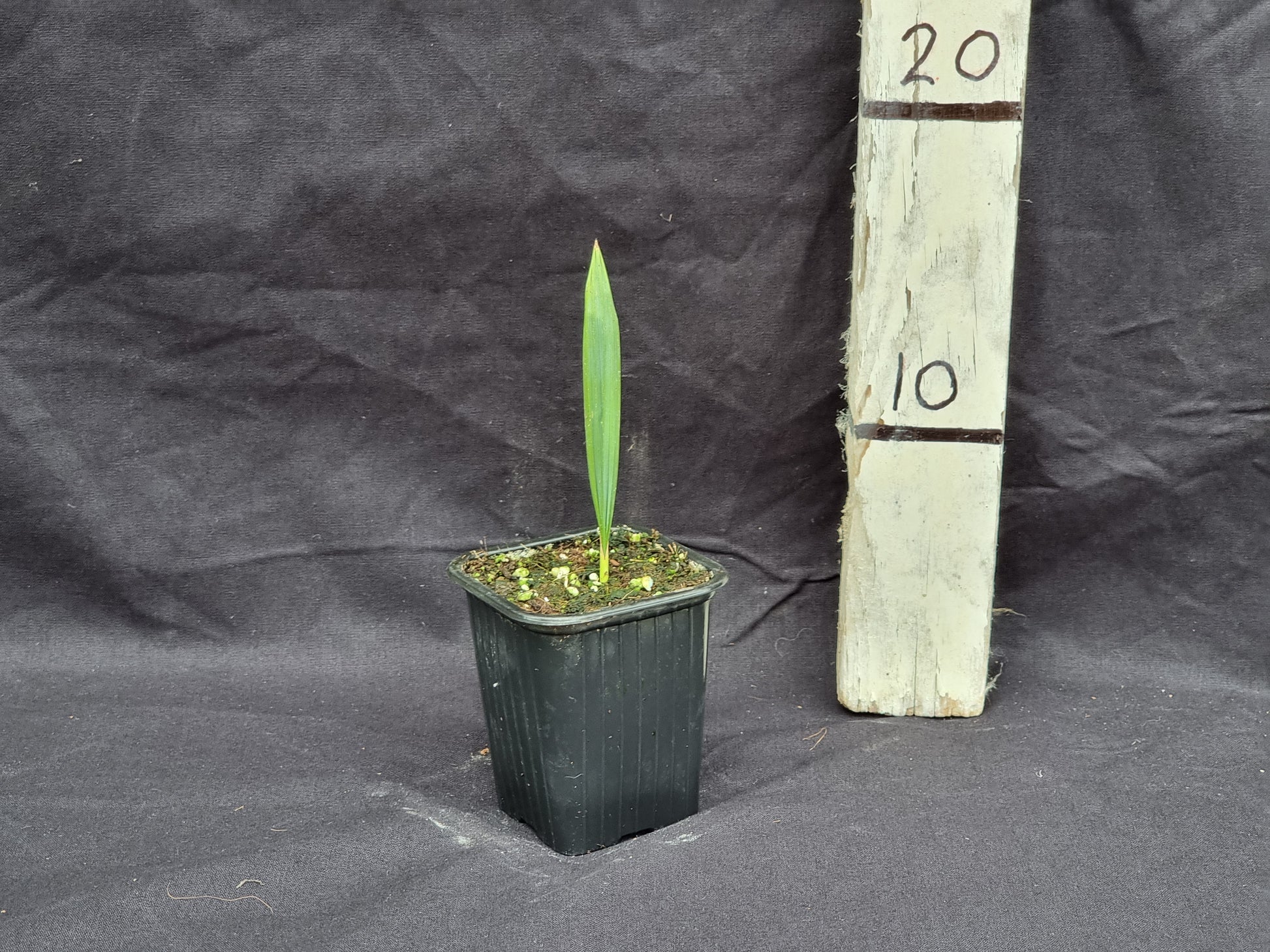 Sabal sp. 'Riverside'