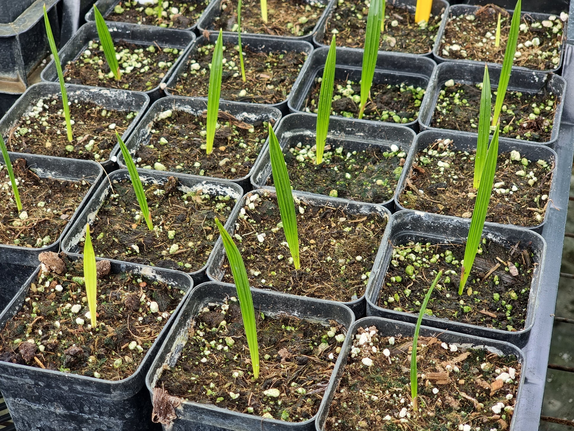 Phoenix dactylifera cv. Khalas