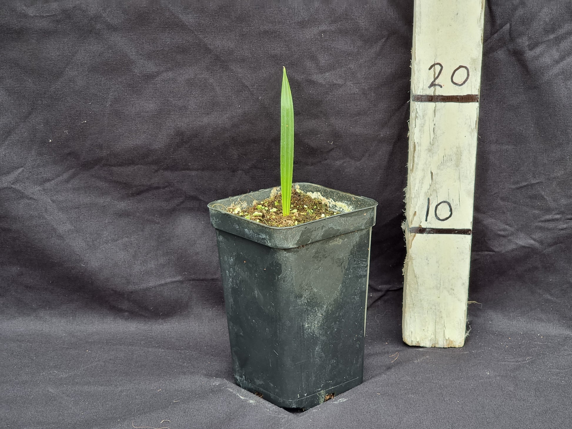 Phoenix dactylifera cv. Khalas