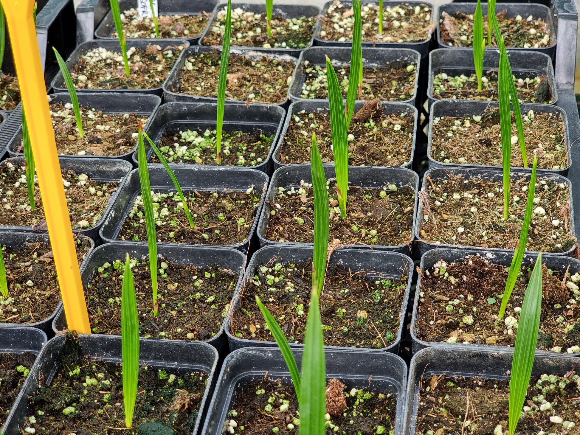 Phoenix dactylifera cv. Sofry