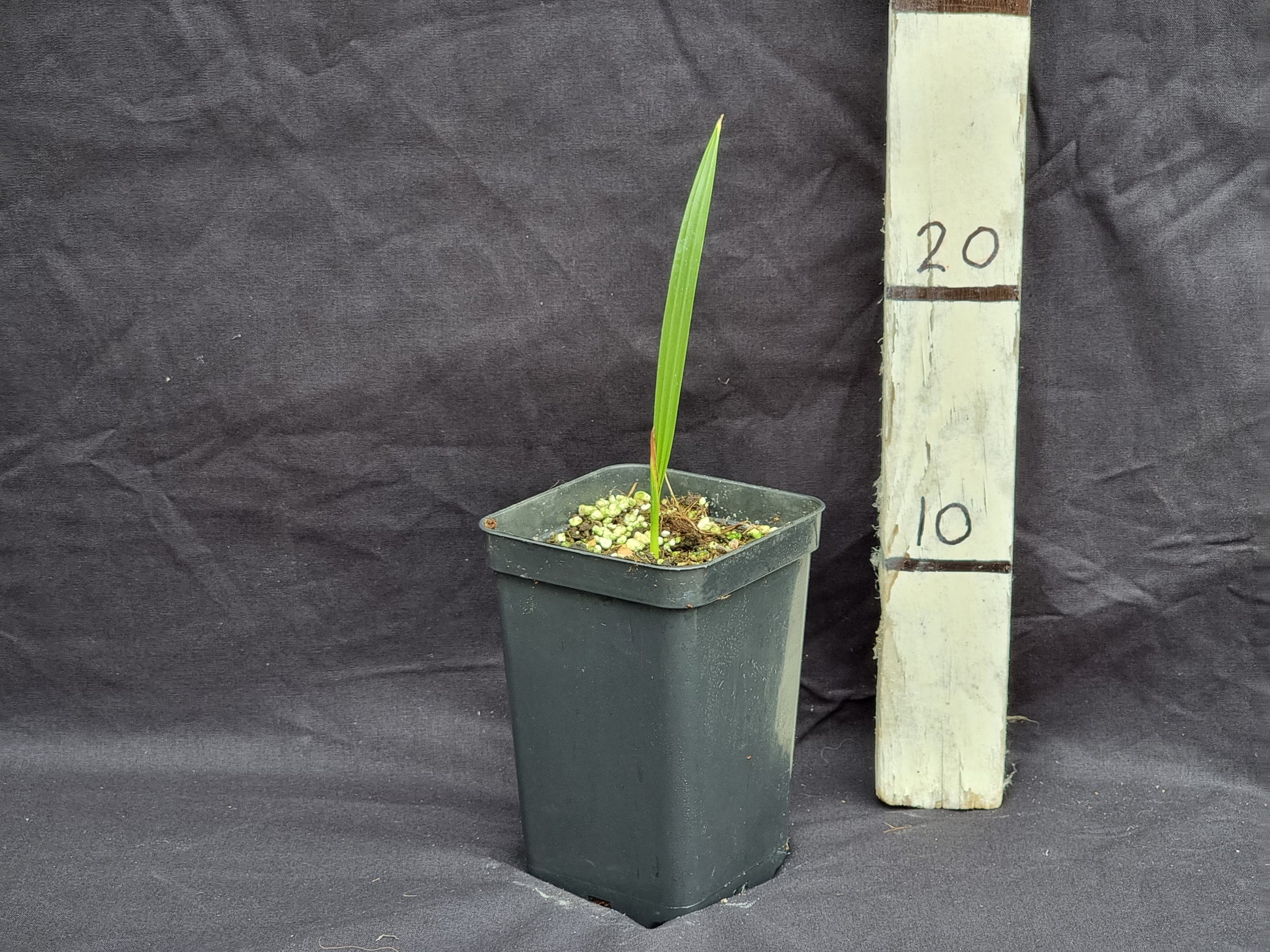 Phoenix dactylifera cv. Sofry