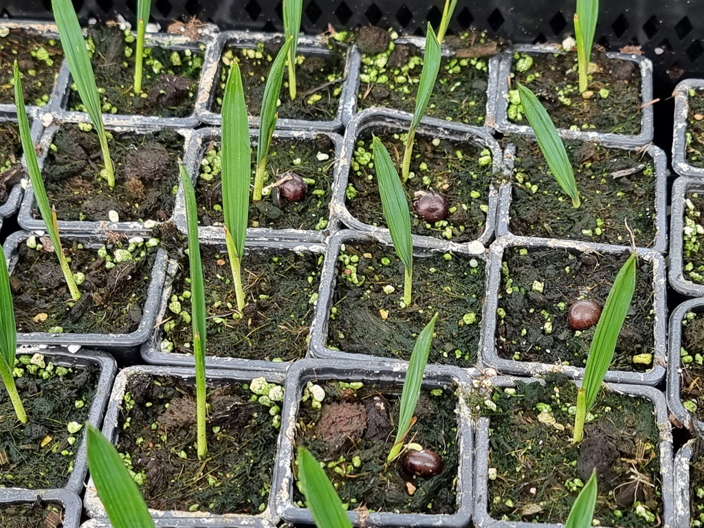 Sabal pumos