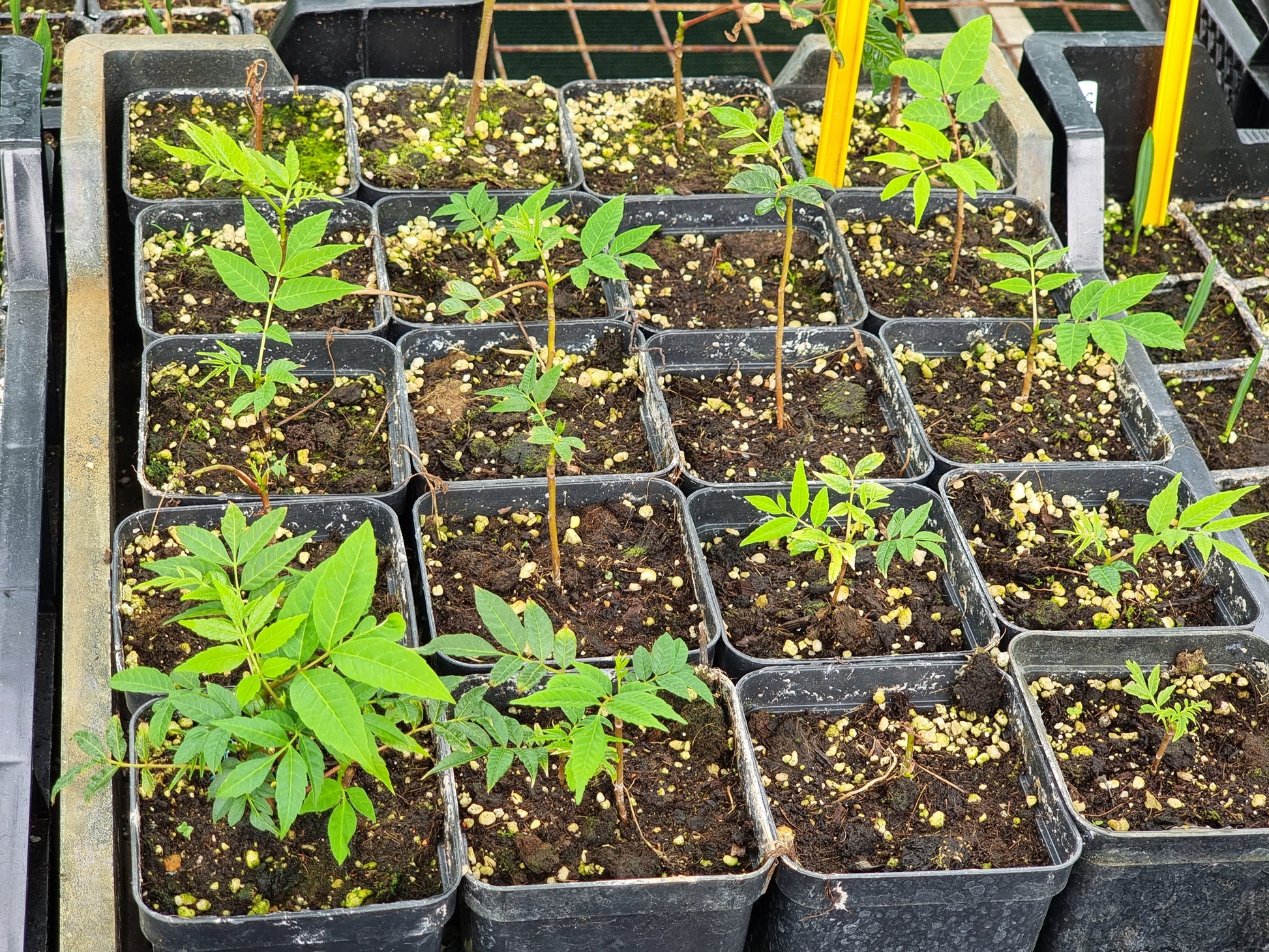 Toona sinensis 'Flamingo'