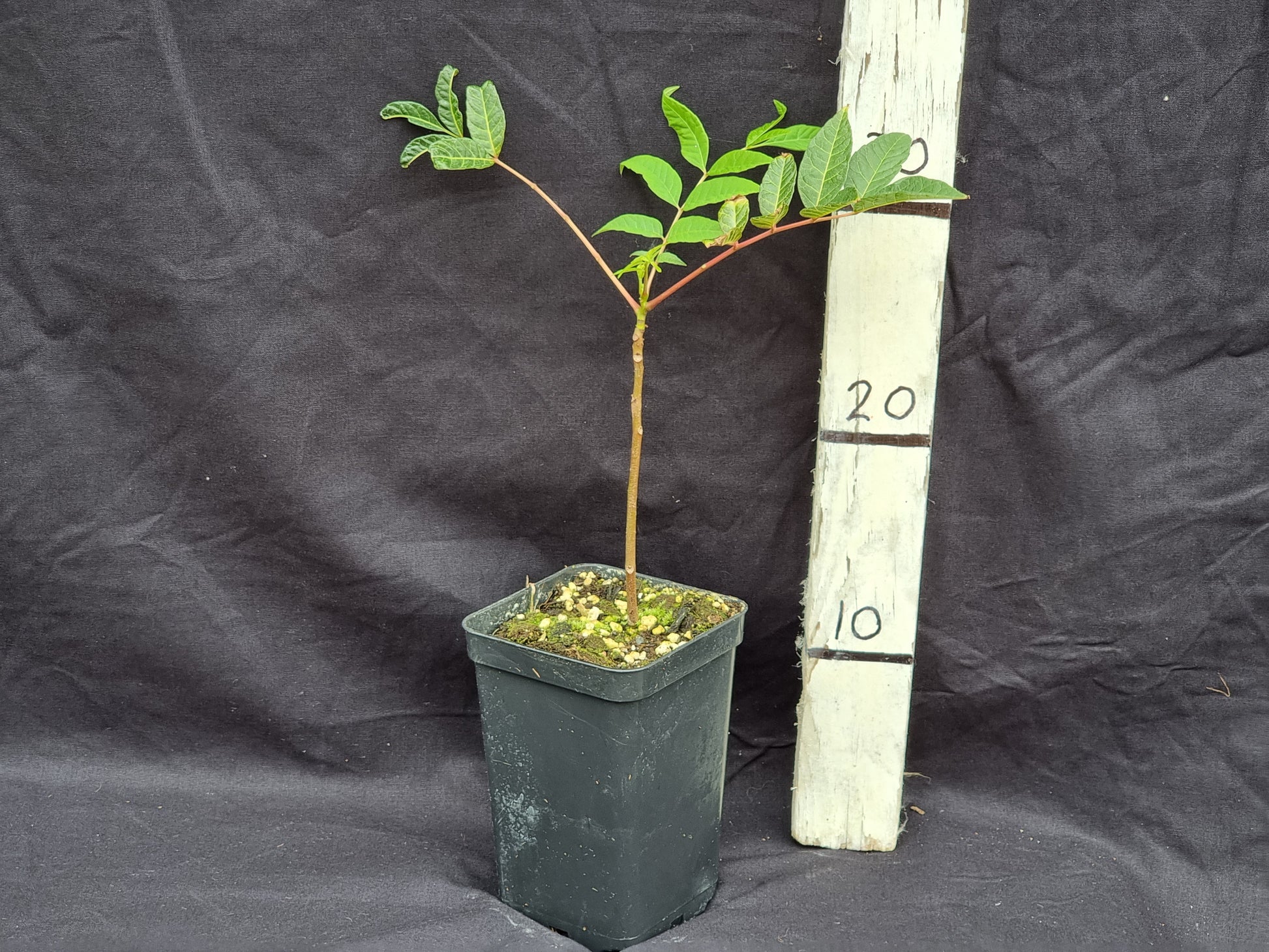 Toona sinensis 'Flamingo'