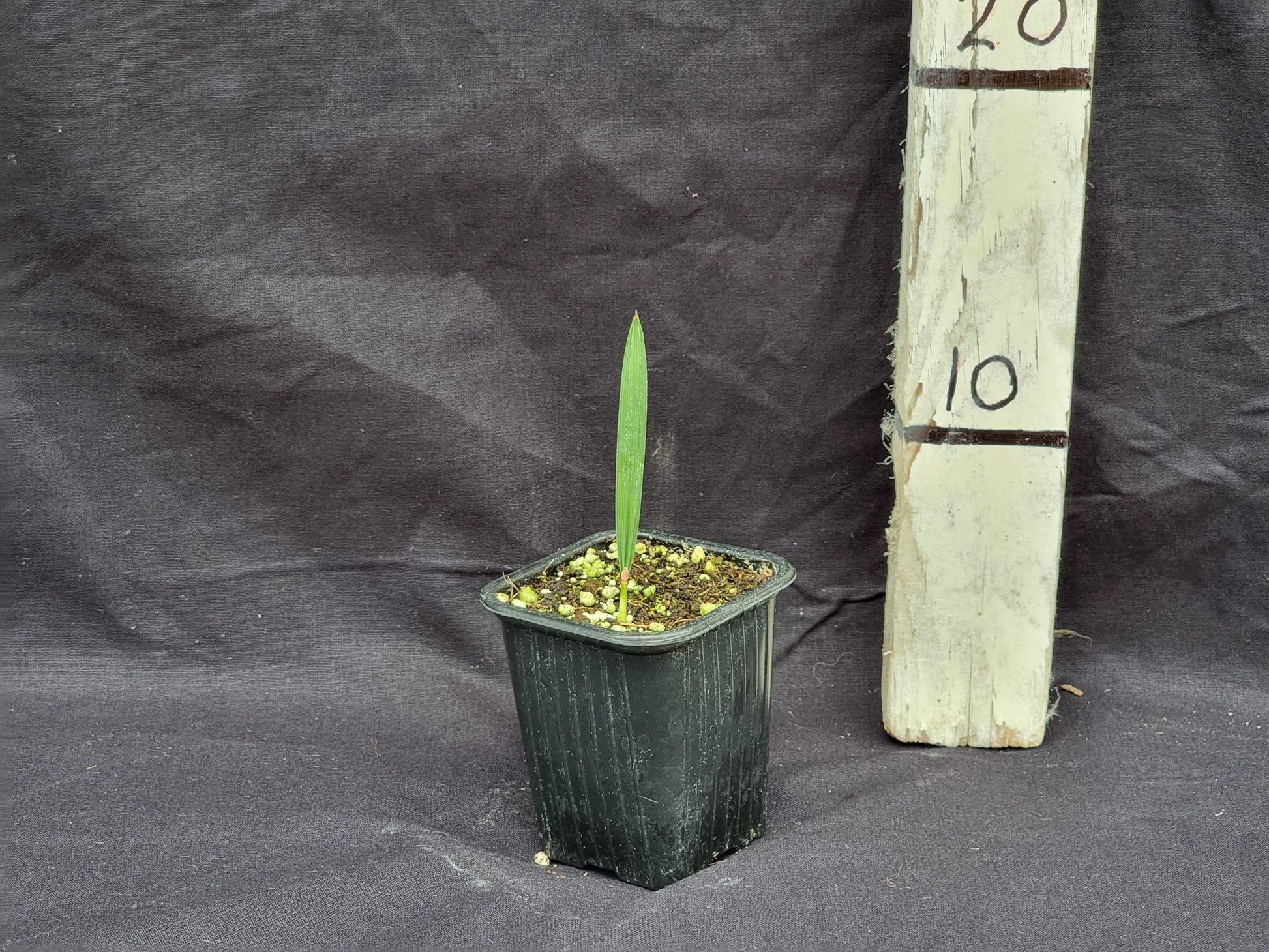 Sabal brazoriensis