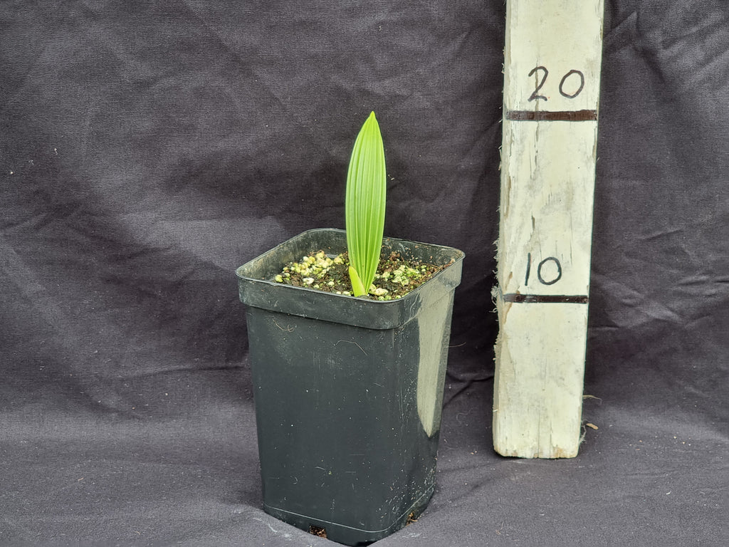 Beccariophoenix fenestralis