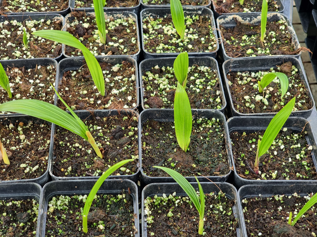 Beccariophoenix fenestralis