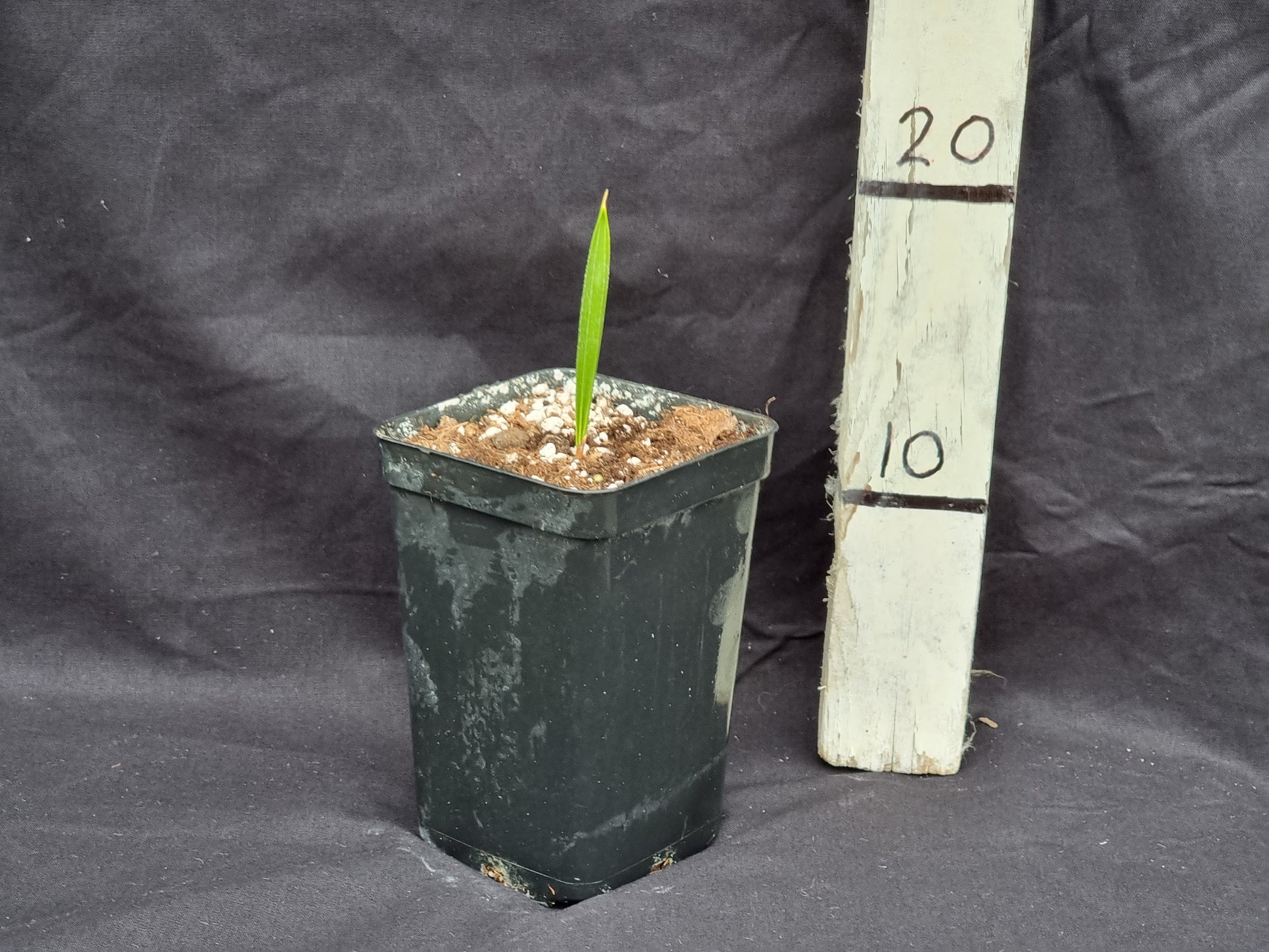 Copernicia alba