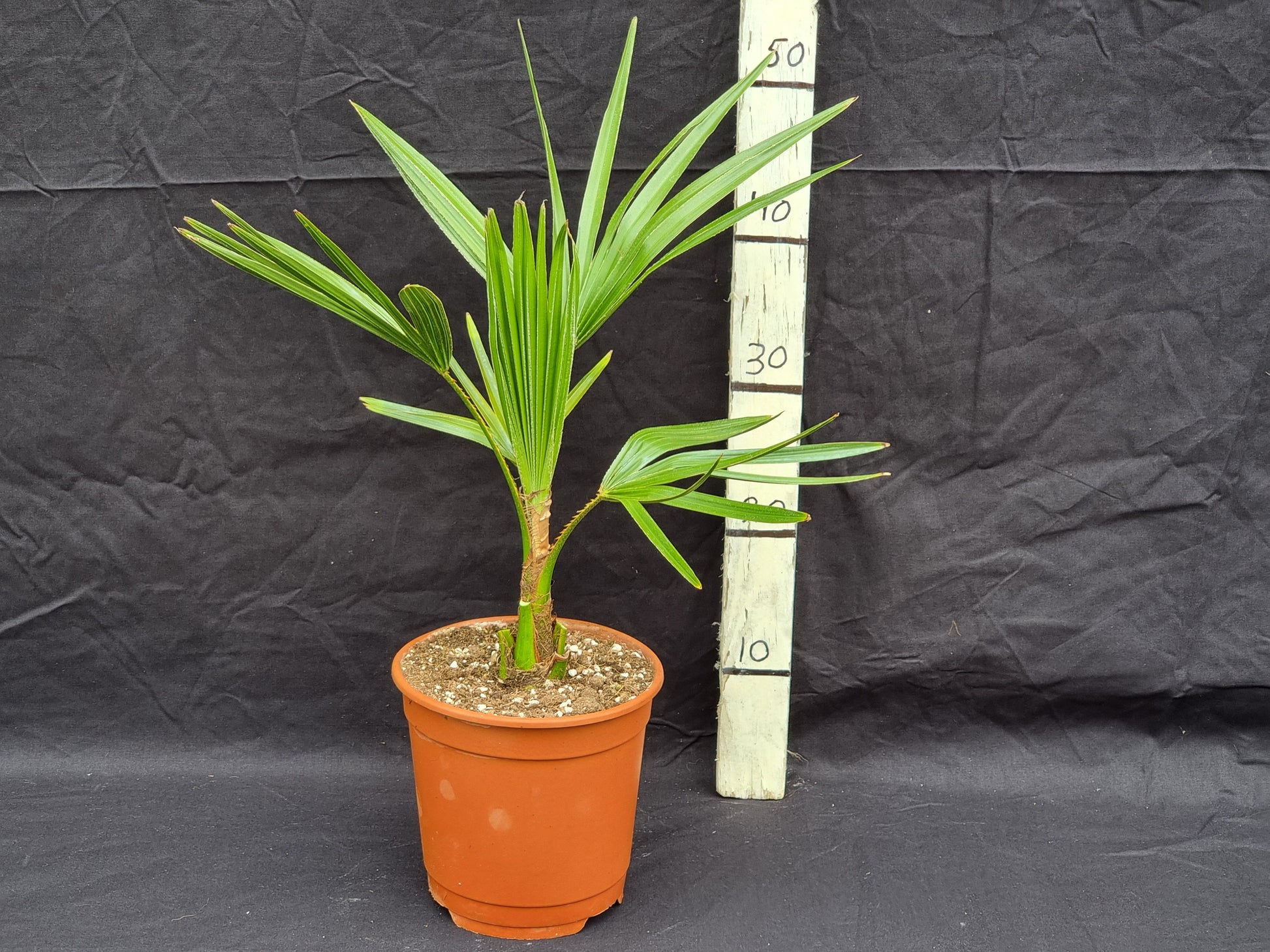 Livistona nitida