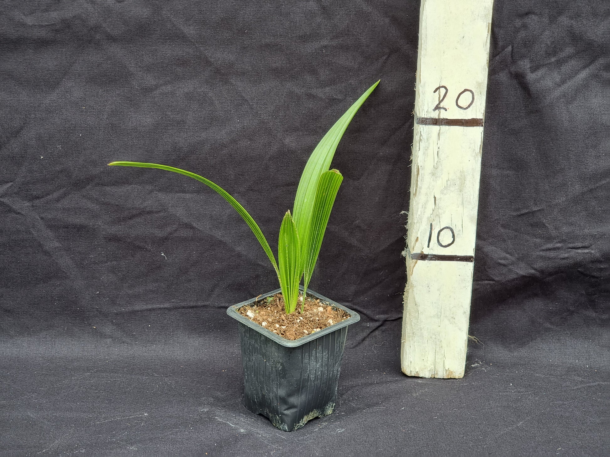 Trachycarpus fortunei var. Nainital X ukhrulensis