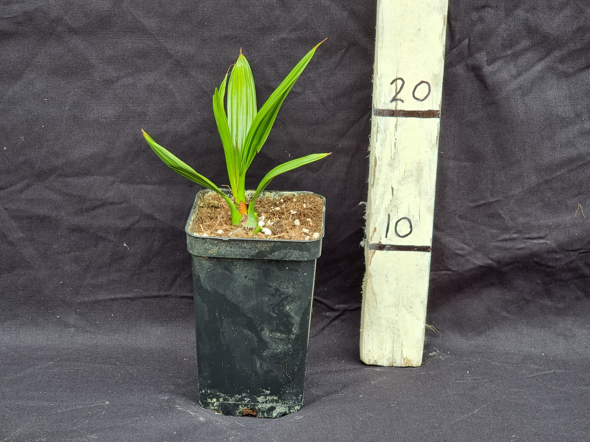 Serenoa repens var. Cinerea