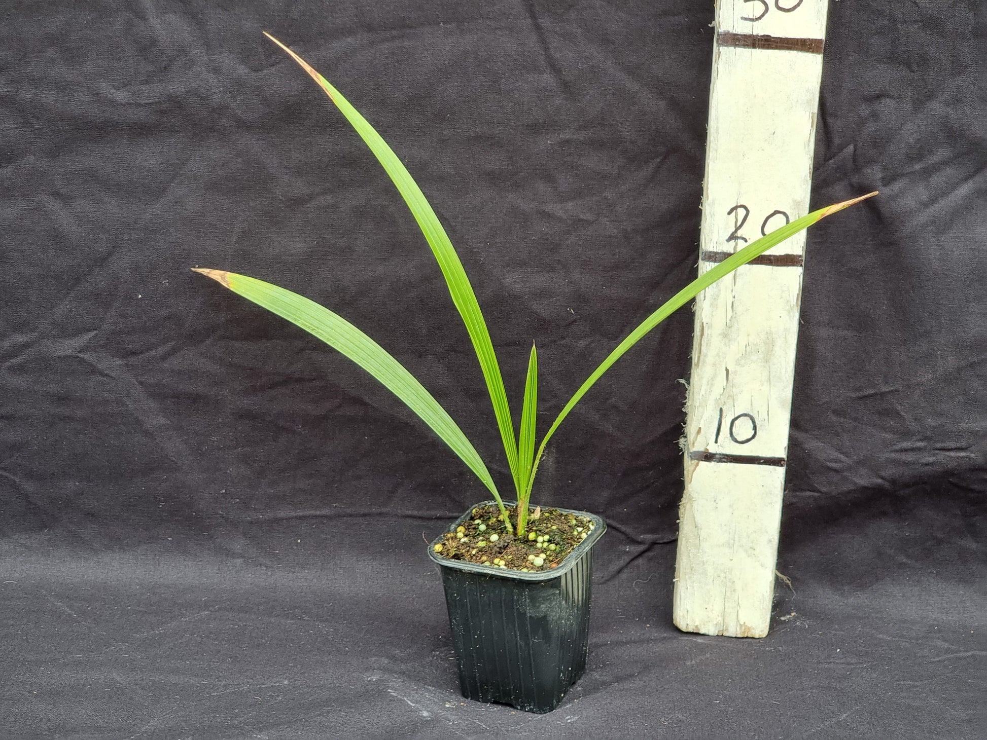 Trachycarpus latisectus cv. Sikkimensis
