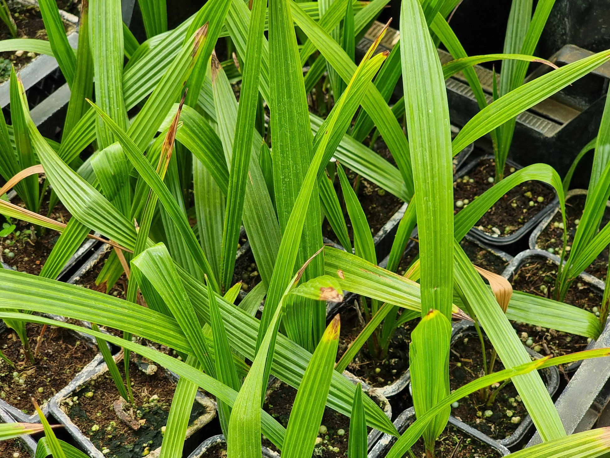 Trachycarpus latisectus cv. Sikkimensis