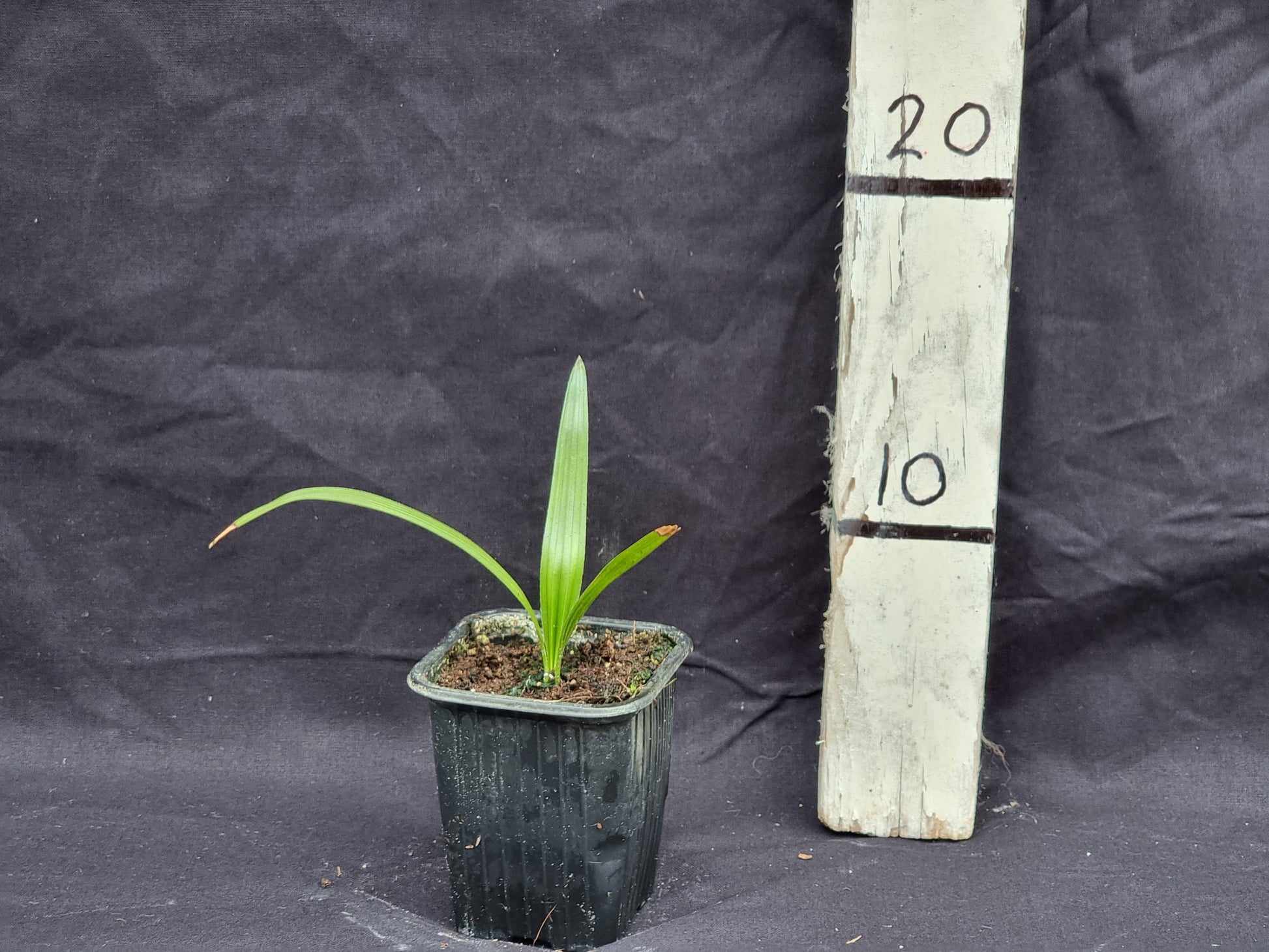 Guihaia argyrata