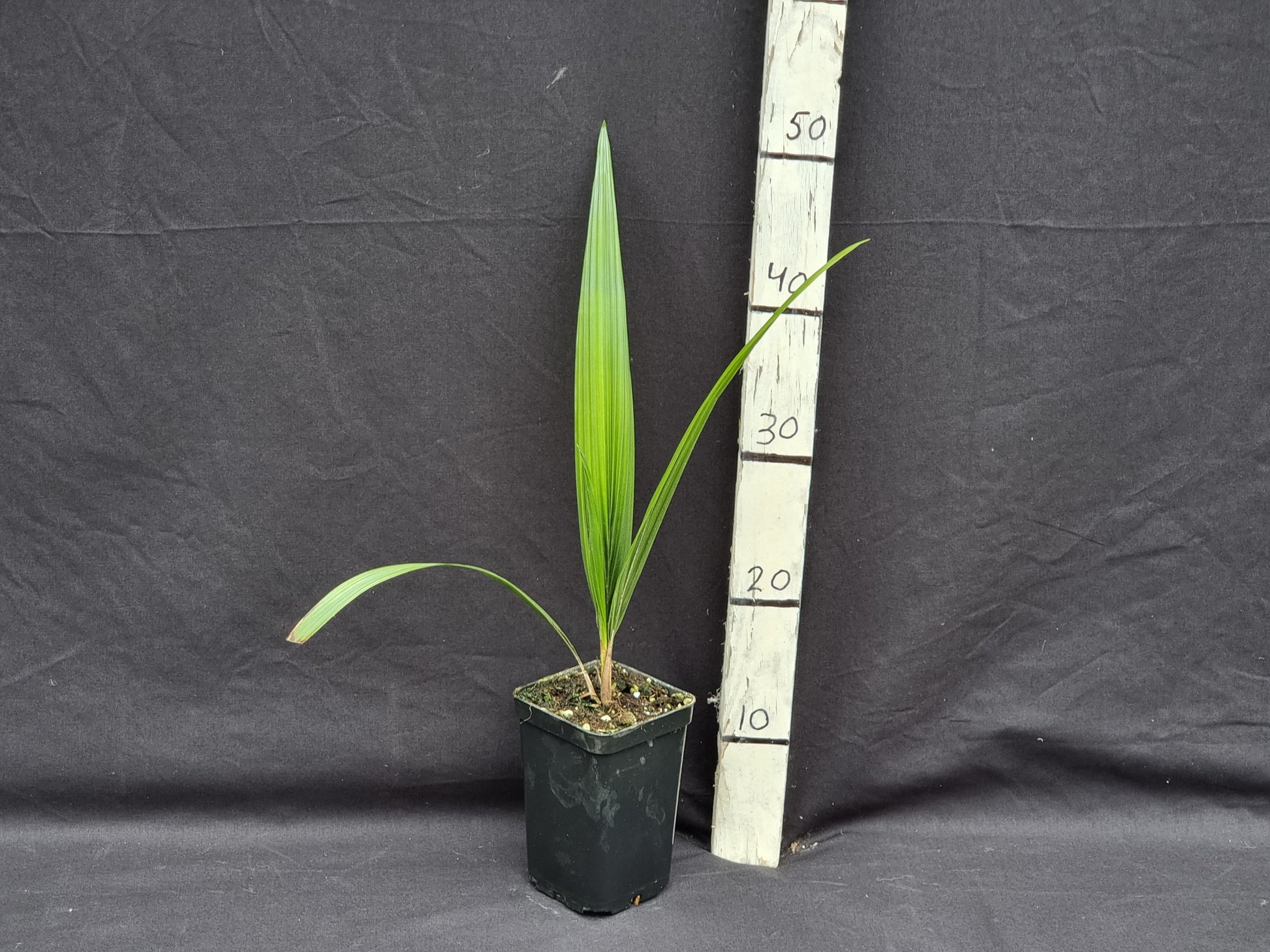 Syagrus romanzoffiana var. Litoralis