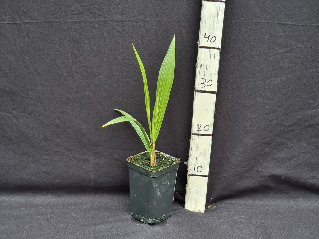 Beccariophoenix alfredi