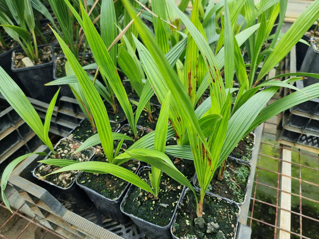 Beccariophoenix alfredi