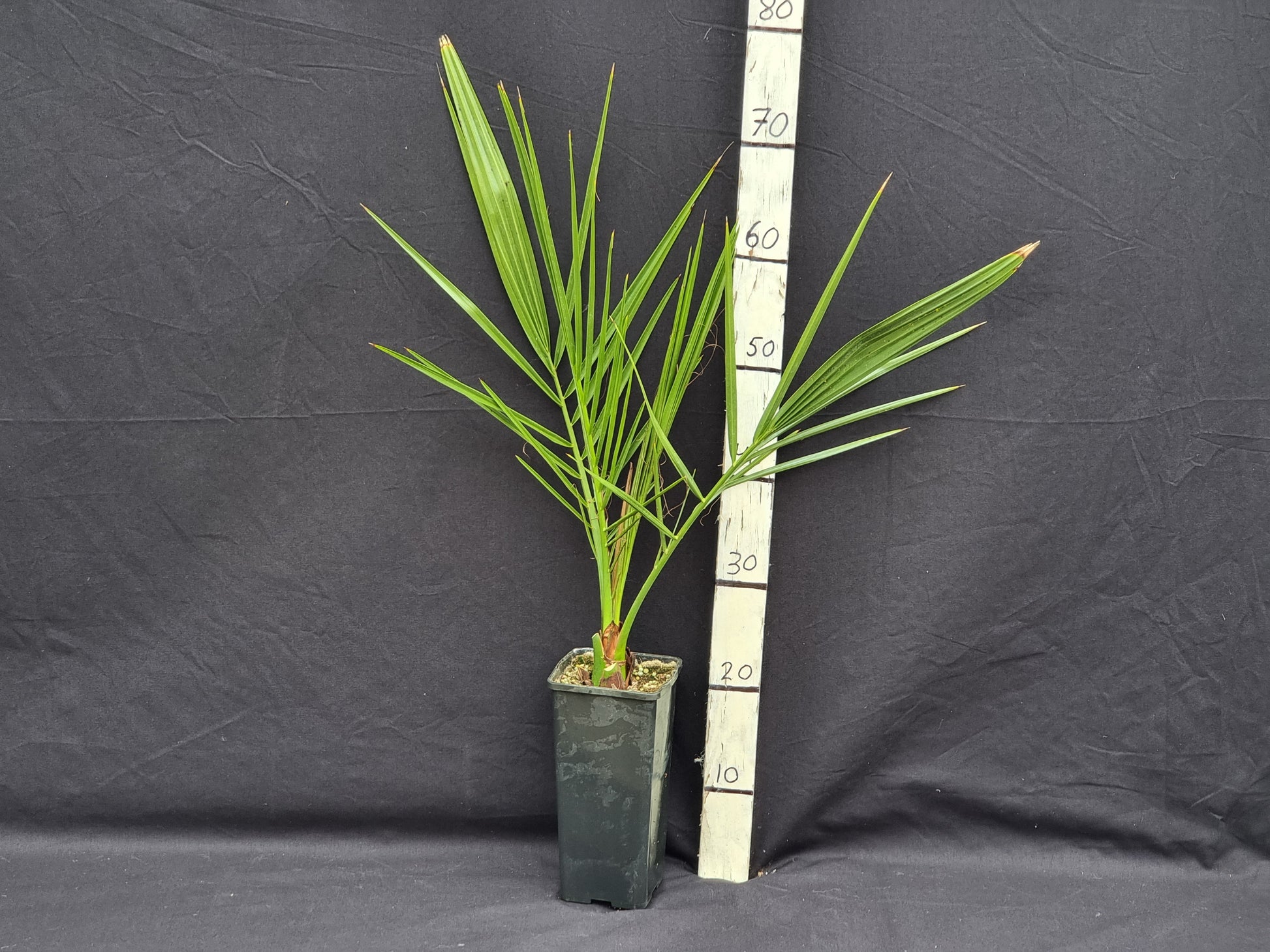 Phoenix dactylifera ''Palmeral de Orihuela'' Tiny seed