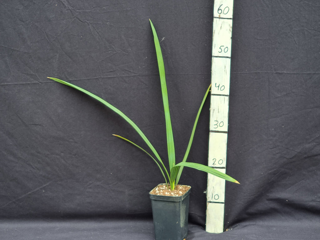 Sabal uresana 'Green form'