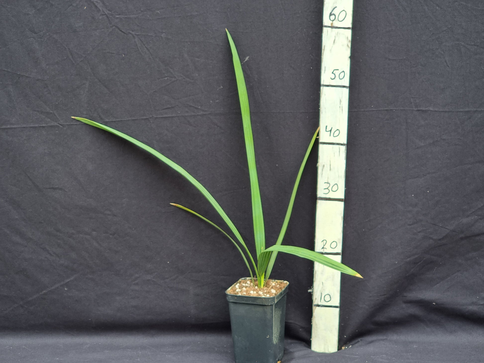 Sabal uresana 'Green form'