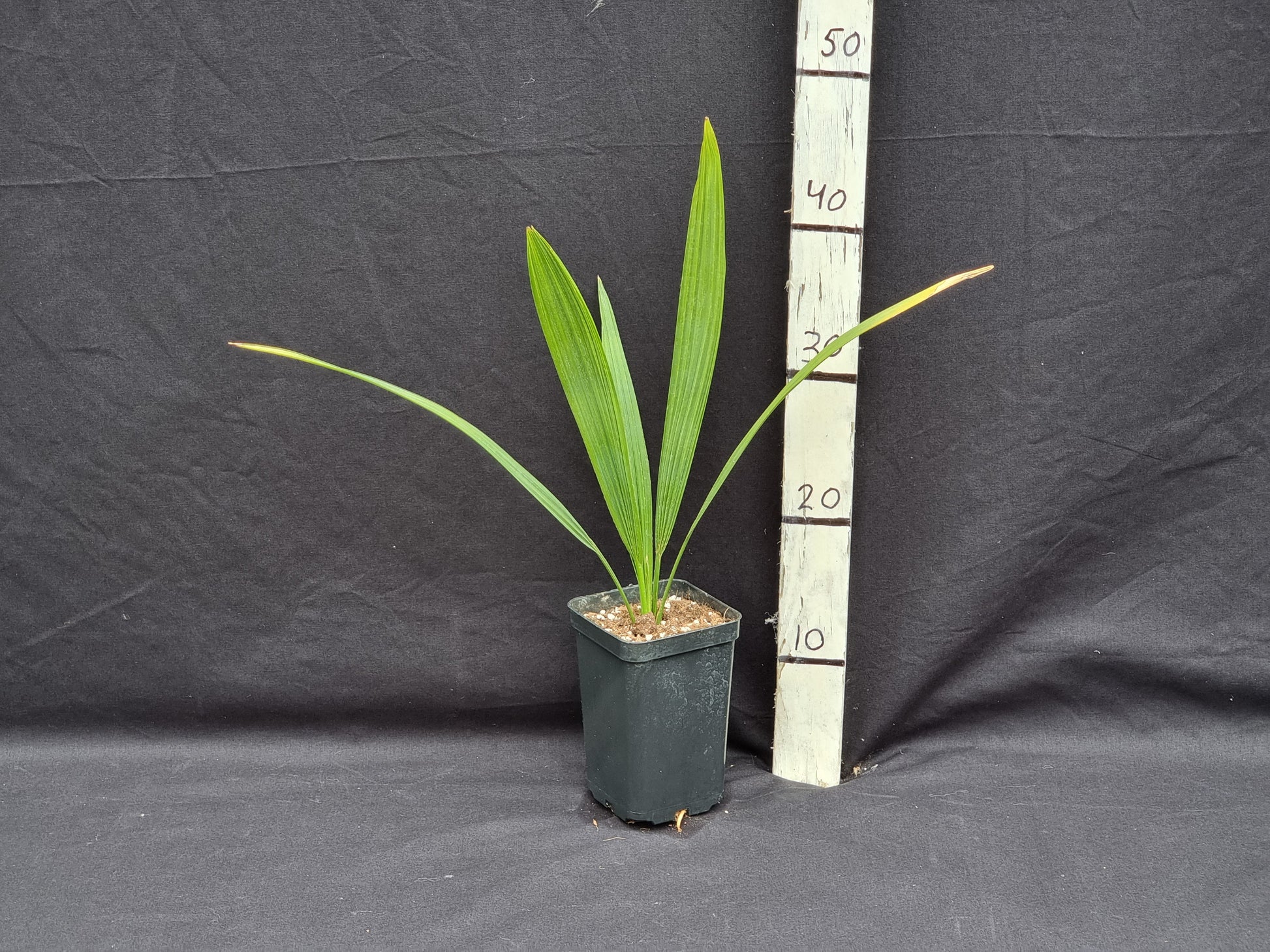 Sabal rosei