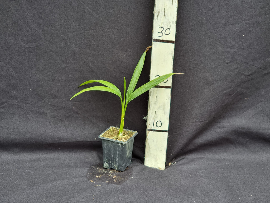 Chrysalidocarpus baronii