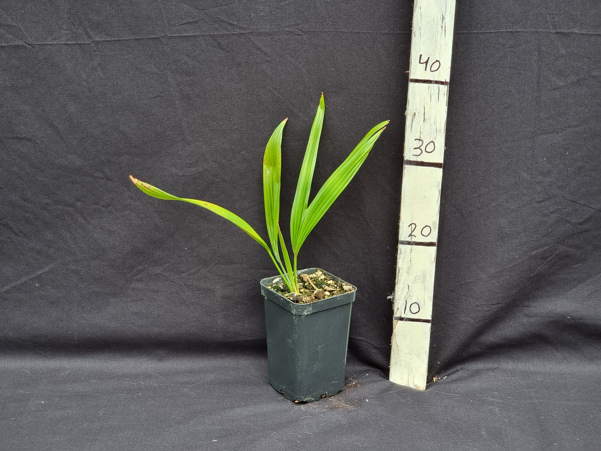 Livistona speciosa