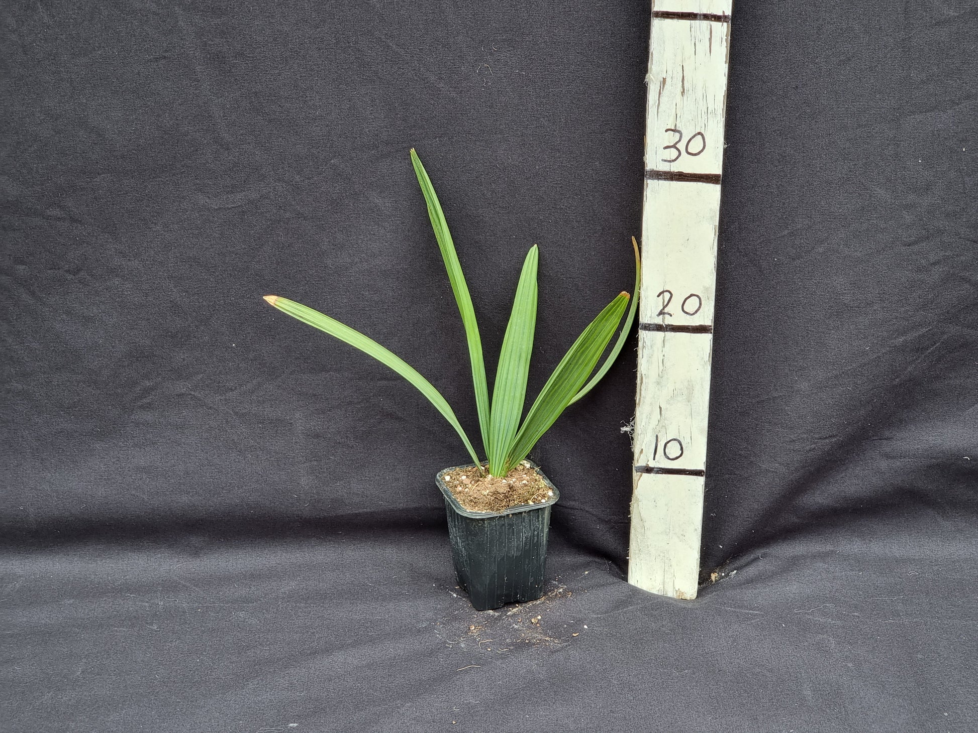 Sabal miamiensis