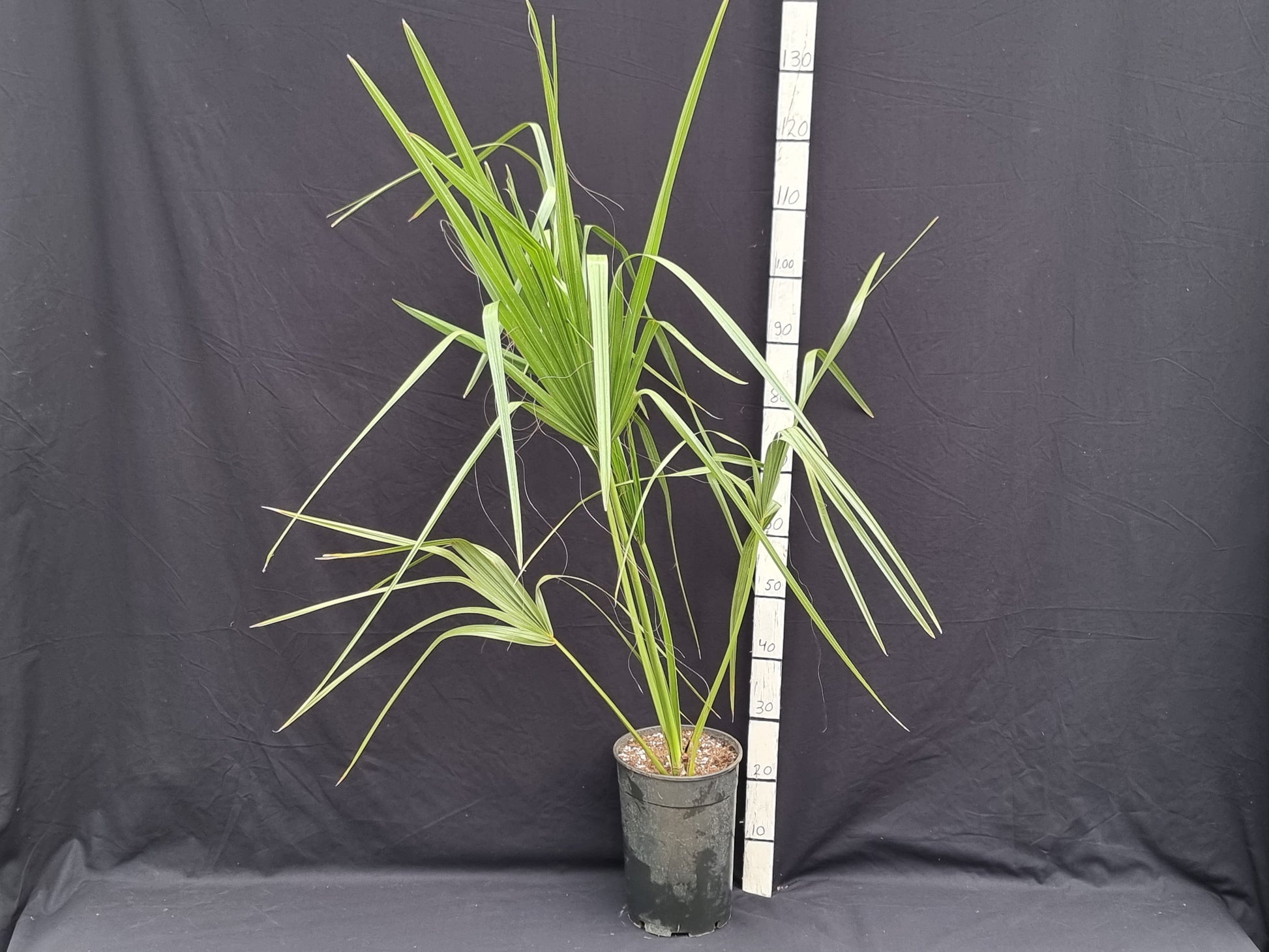 Sabal palmetto