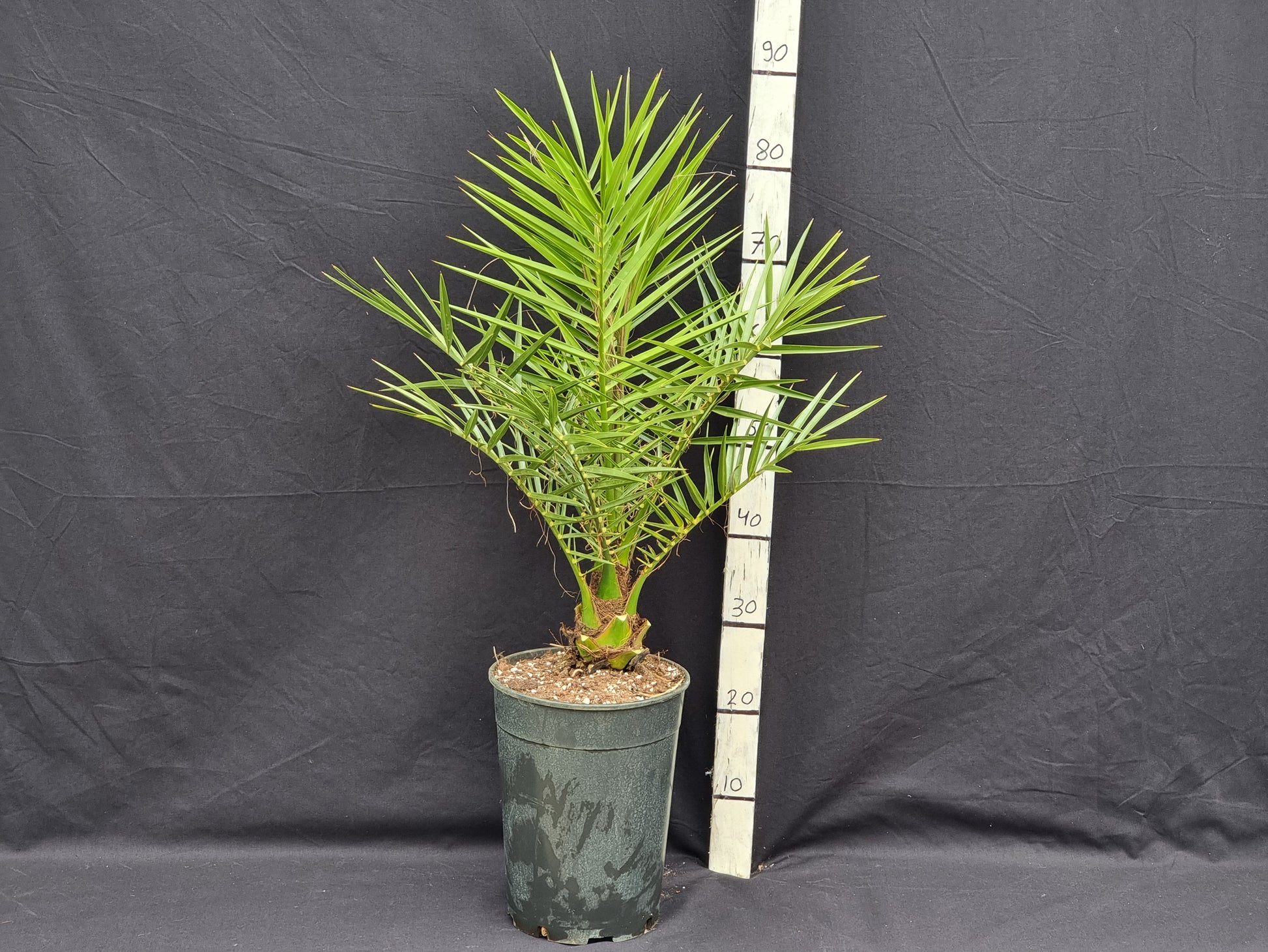 Phoenix theophrasti 'Crete'