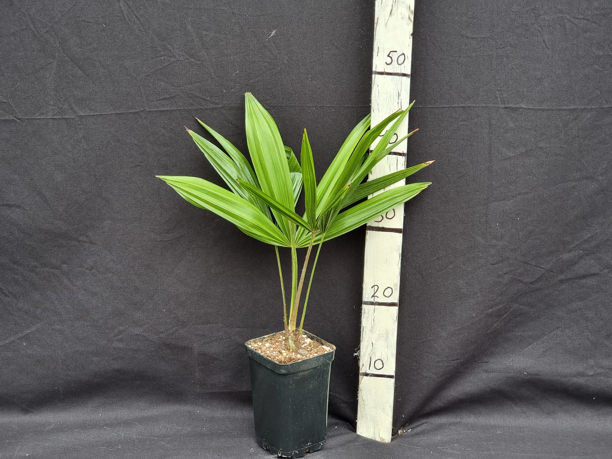 Trachycarpus fortunei var. Nainital