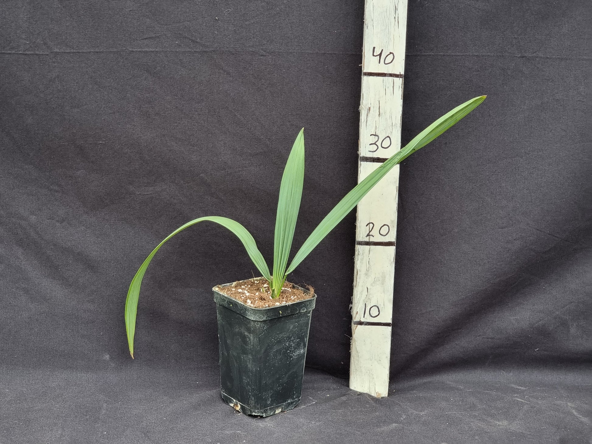 Sabal sp. Tamaulipas