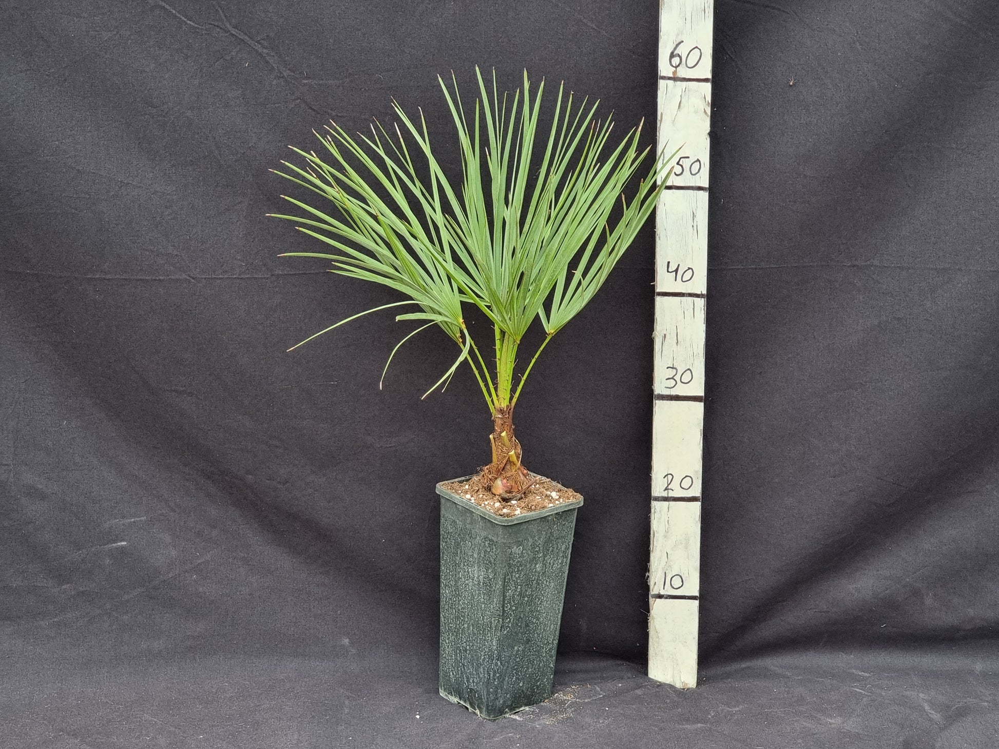 Chamaerops humilis var. Cerifera
