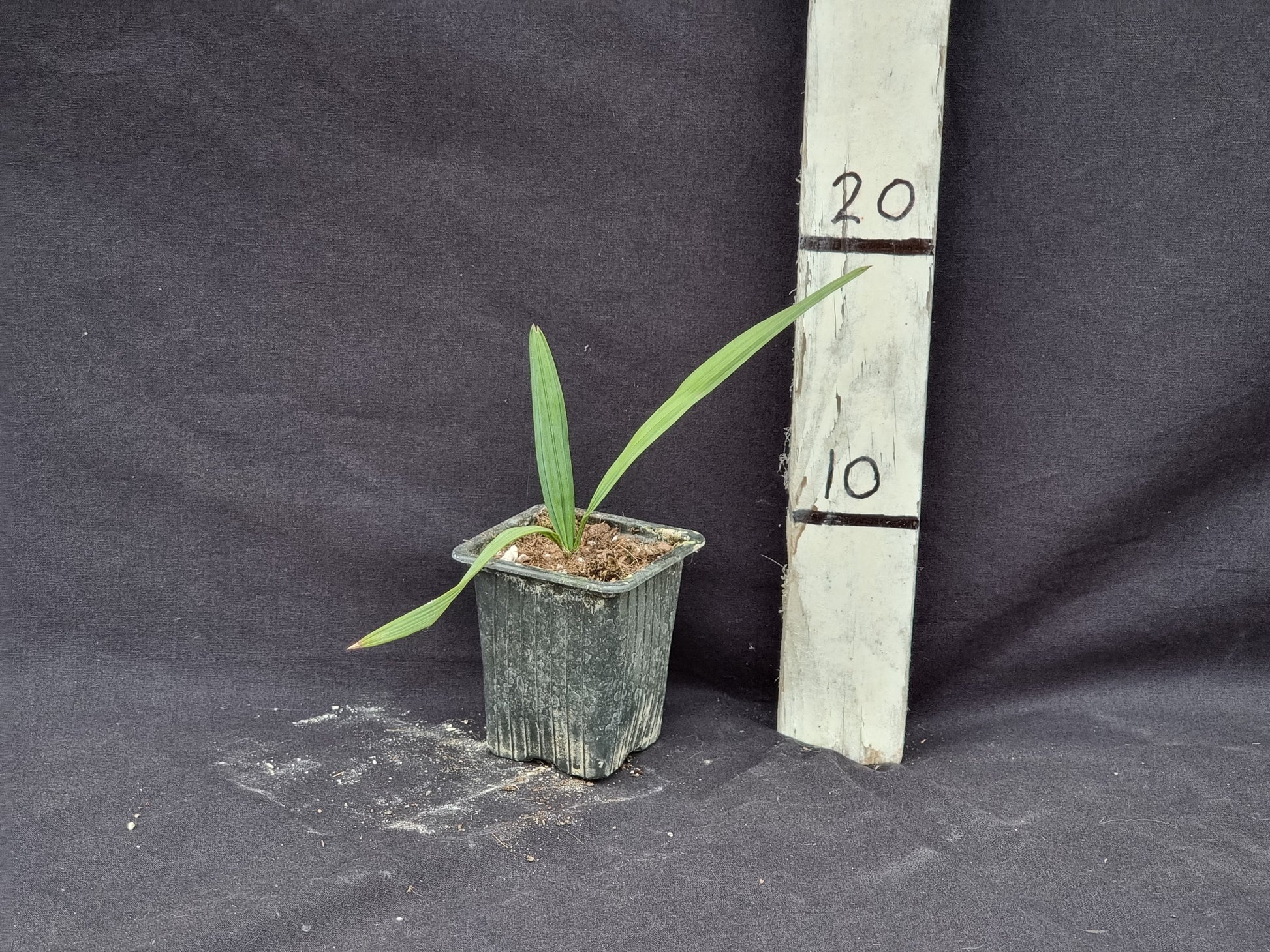 Sabal etonia