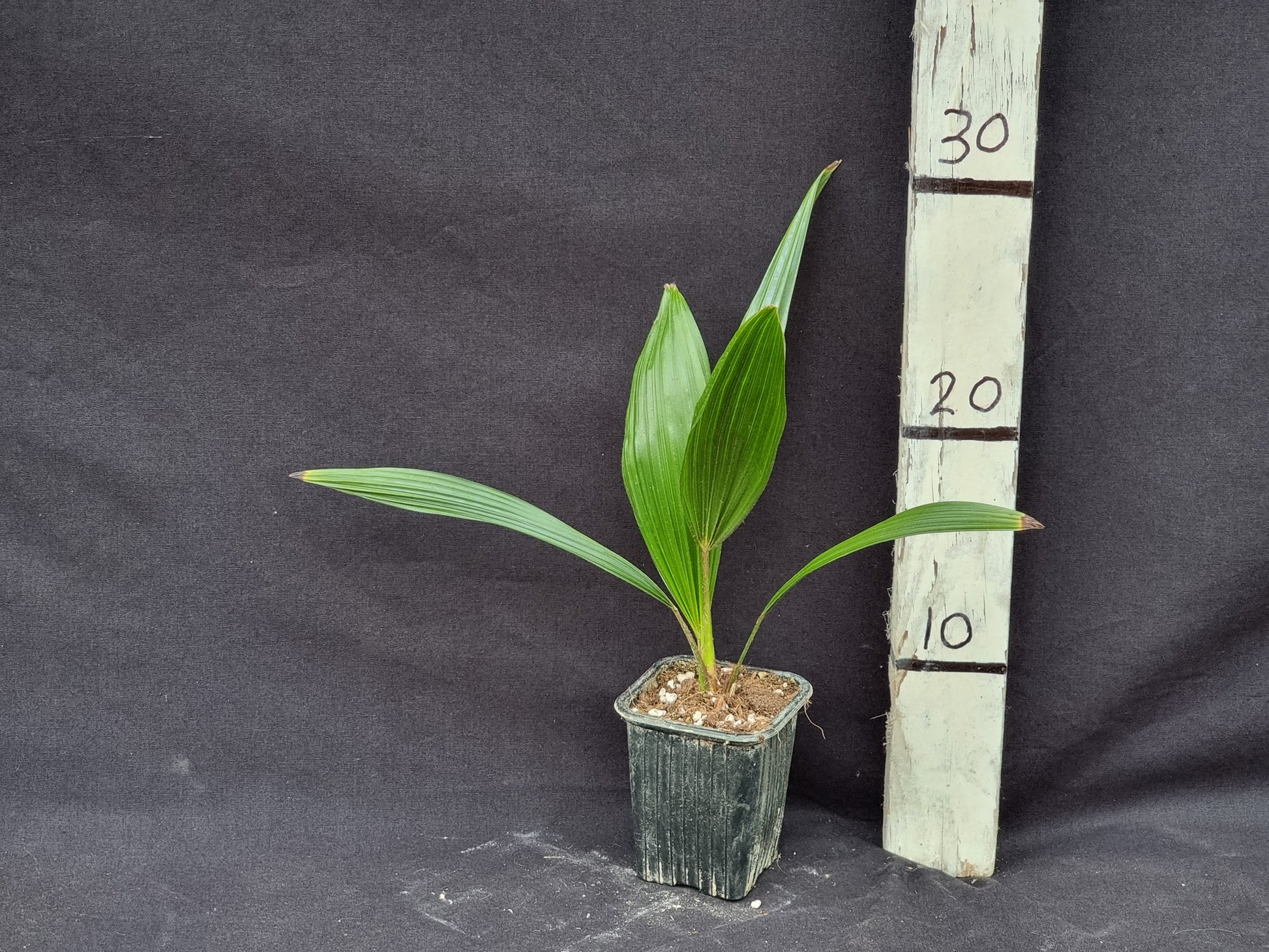 Trachycarpus fortunei 'Darjeeling'